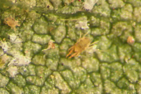 uma visão macro, provavelmente de microscópio, da superfície de uma folha de planta verde e texturizada. Sobre