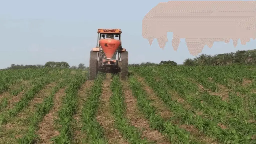 Adubação de Cobertura no Milho com Trator Agrícola operação agrícola em pleno andamento em uma lavoura de milho. No centro, um trator laranja da marca Valm