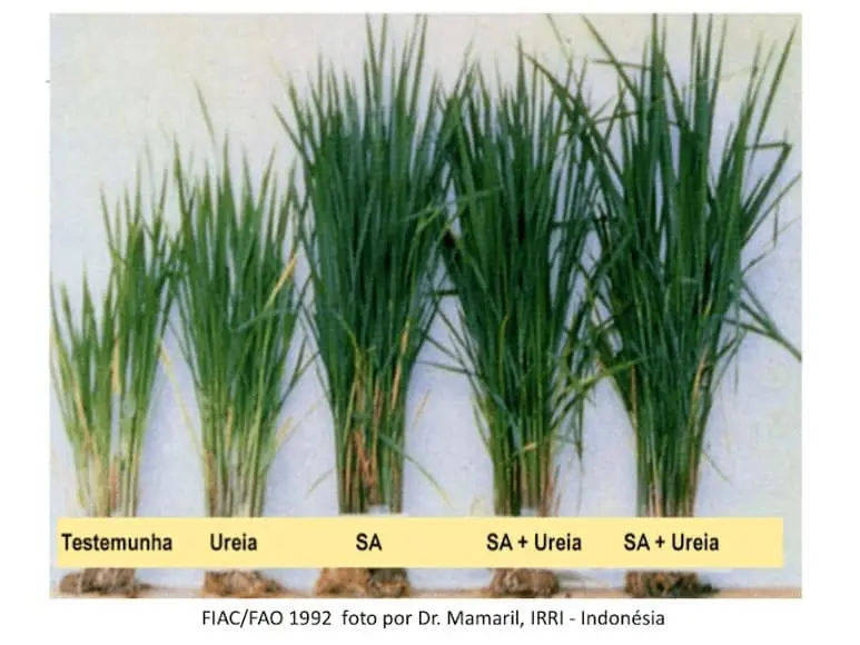 experimento comparativo sobre o efeito de diferentes fertilizantes no desenvolvimento de plantas de arroz.