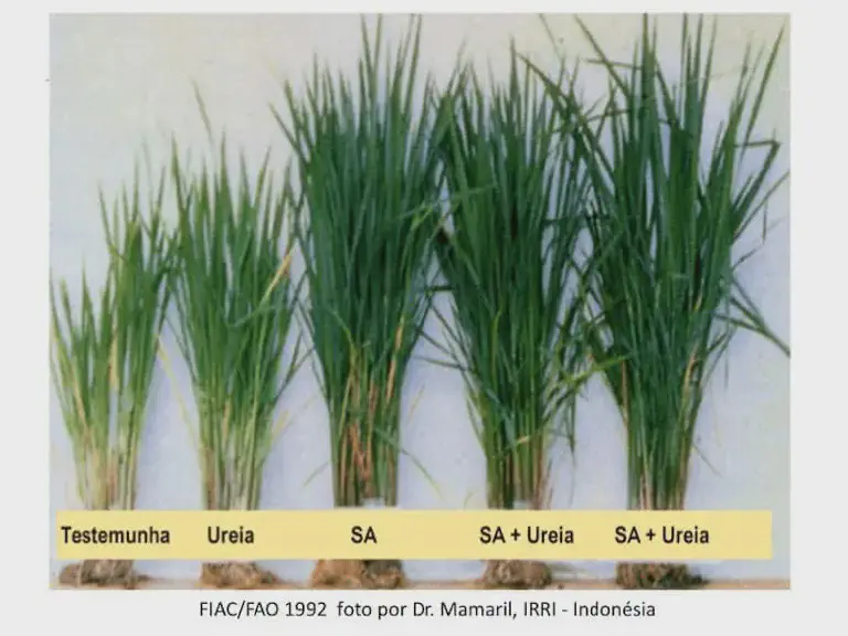 Adubação do Arroz: Efeito da Ureia e Sulfato de Amônio experimento comparativo sobre o efeito de diferentes fertilizantes no desenvolvimento de plantas de arroz.