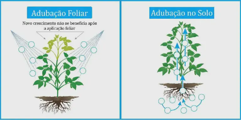 Adubação Foliar vs. Adubação no Solo: Qual a Melhor? infográfico comparativo que ilustra as diferenças entre dois métodos de fertilização de plantas: a adubação fol
