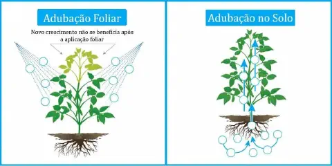 infográfico comparativo que ilustra as diferenças entre dois métodos de fertilização de plantas: a adubação fol