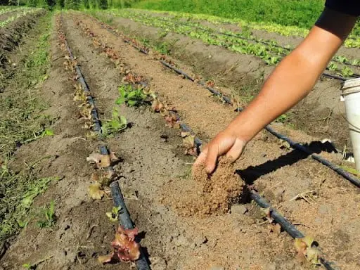 momento prático da rotina agrícola, mostrando a mão de um agricultor aplicando cuidadosamente um material