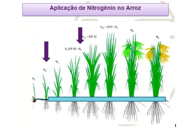 infográfico técnico que ilustra as fases de desenvolvimento da cultura do arroz e os momentos ideais para a apl