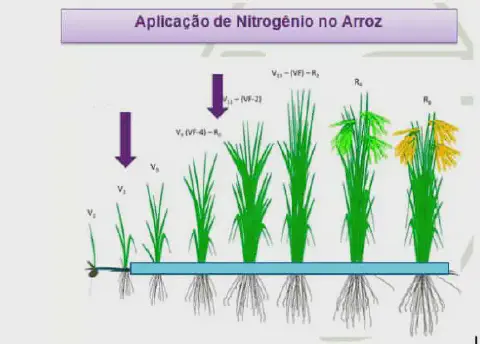 infográfico técnico que ilustra as fases de desenvolvimento da cultura do arroz e os momentos ideais para a apl