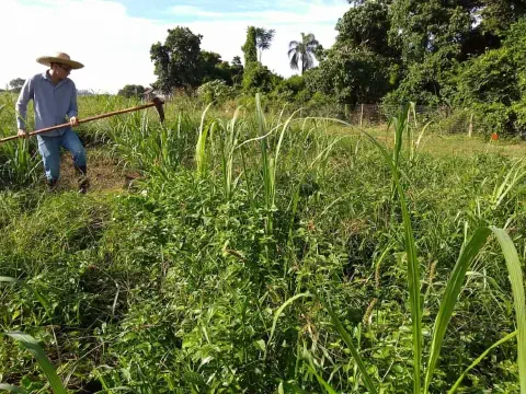 agricultor em pleno trabalho no campo, sob um céu azul claro. Vestindo uma camisa de manga longa, calça j