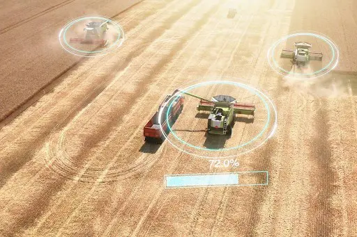 Agricultura de Precisão: Otimização da Colheita com Tecnologia Vista aérea de uma lavoura de grãos, provavelmente trigo ou cevada, em plena colheita sob uma luz solar intensa. Três colheit