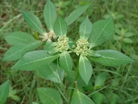 close-up detalhado da planta daninha conhecida como amendoim-bravo ou leiteiro, cujo nome científico é *Eup