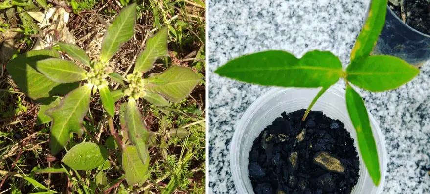 composição de duas fotografias lado a lado, com foco em botânica agrícola. À esquerda, vemos uma planta daninh