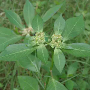 Amendoim-bravo: Como identificar esta planta daninha close-up da planta daninha conhecida popularmente como amendoim-bravo ou leiteiro, cujo nome científico é *