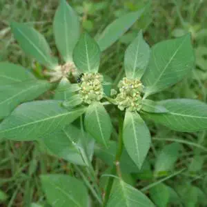 close-up da planta daninha conhecida popularmente como amendoim-bravo ou leiteiro, cujo nome científico é *