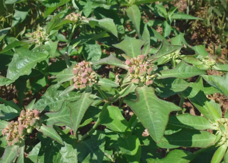 Amendoim-bravo: Identificação e Controle da Planta Daninha close-up a planta daninha conhecida como amendoim-bravo (Euphorbia heterophylla), uma espécie invasora comu