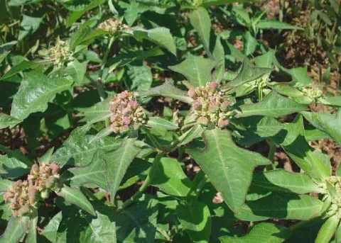 close-up a planta daninha conhecida como amendoim-bravo ou leiteiro, cujo nome científico é Euphorbia heter