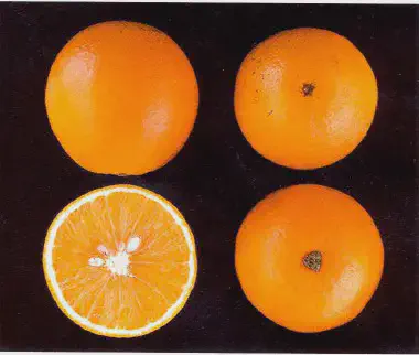 quatro laranjas sobre um fundo preto sólido, que realça a cor vibrante da fruta. Três das laranjas estão intei