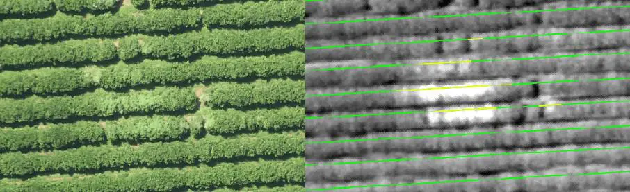 composição que compara duas visualizações de uma mesma área de lavoura, provavelmente um pomar de citros ou ca