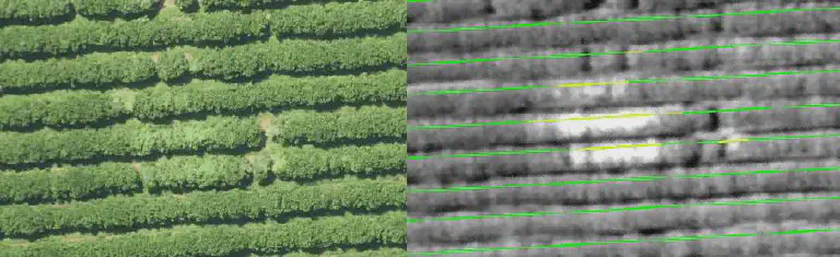 Análise de Imagens de Lavoura com Sensoriamento Remoto composição que compara duas visualizações de uma mesma área de lavoura, provavelmente um pomar de citros ou ca