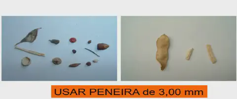 comparativo visual utilizado na análise de qualidade de grãos, provavelmente soja, demonstrando o processo de s