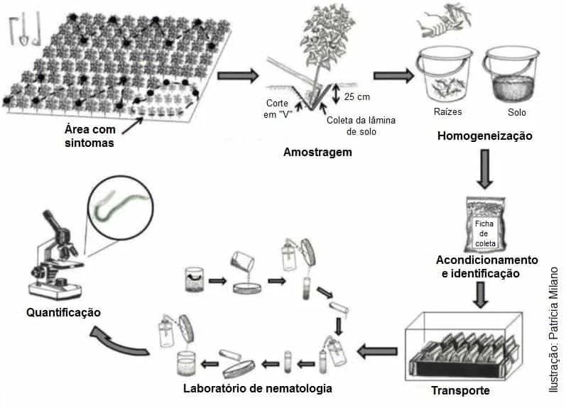 Análise de Nematoides no Solo: Guia de Amostragem Passo a Passo infográfico detalhado que ilustra o processo completo de amostragem e análise de nematoides em uma lavoura. O f