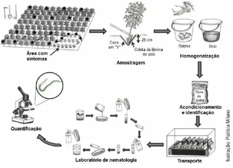 infográfico detalhado que ilustra o processo completo de amostragem e análise de nematoides em uma lavoura. O f