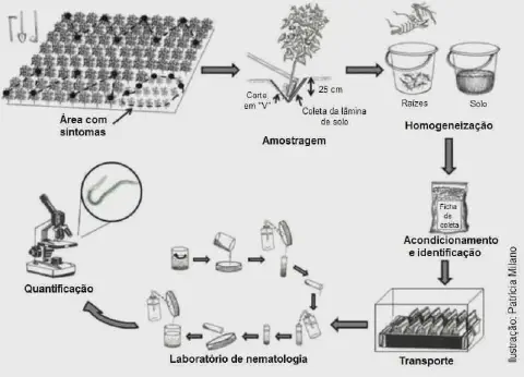 infográfico detalhado que ilustra o processo completo de amostragem e análise de nematoides em uma lavoura. O f