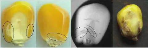 composição de quatro painéis que ilustram a análise de danos em um grão de milho. O primeiro painel à esquerda
