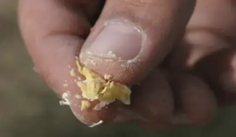 close-up extremo dos dedos de uma pessoa, provavelmente um agricultor ou técnico agrícola, esfarelando uma