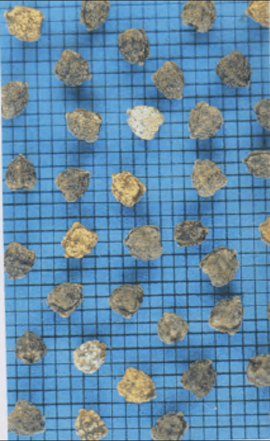 close-up de sementes, possivelmente de algodão deslintado, dispostas sobre uma superfície quadriculada azul