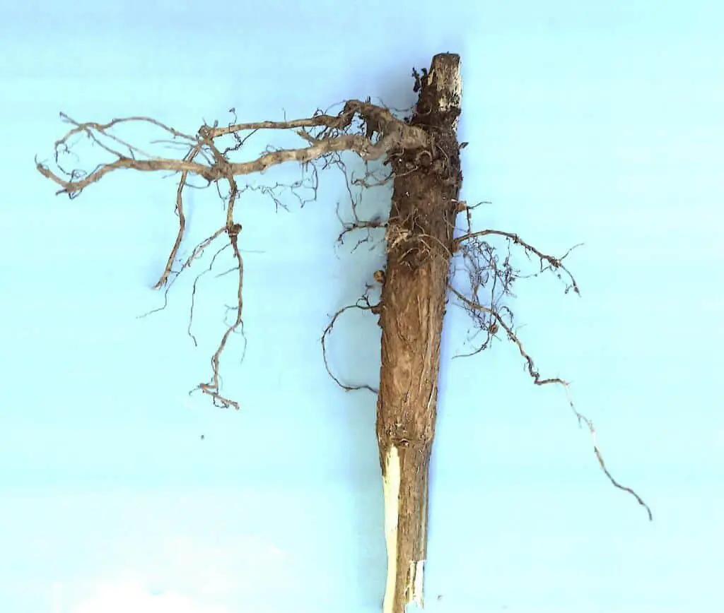 close-up o sistema radicular de uma planta, especificamente uma raiz pivotante, isolada contra um fundo azu