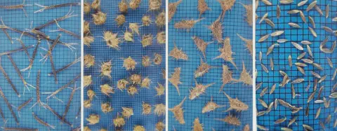 composição de quatro painéis verticais que exibem diferentes tipos de sementes e propágulos de plantas daninha