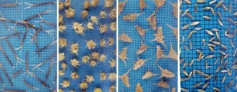 composição de quatro painéis verticais que exibem diferentes tipos de sementes e propágulos de plantas daninha