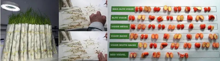 montagem que ilustra o processo de análise de qualidade de sementes em um laboratório agrícola. No painel esqu