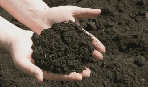 Solo humífero escuro e fértil conhecido como terra preta