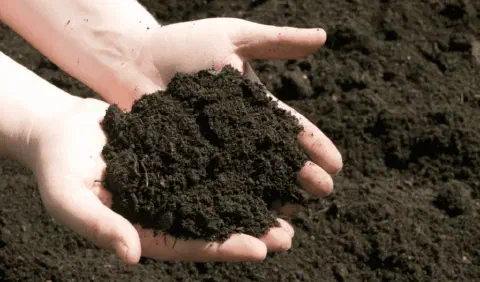 Solo humífero escuro e fértil conhecido como terra preta