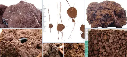 Esta imagem é uma composição de várias fotografias que ilustram uma análise detalhada do solo e do sistema radicular de plant