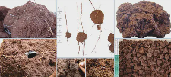 Análise de Solo: Estrutura, Raízes e Saúde Agrícola Esta imagem é uma composição de várias fotografias que ilustram uma análise detalhada do solo e do sistema radicular de plant