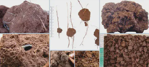 Esta imagem é uma composição de várias fotografias que ilustram uma análise detalhada do solo e do sistema radicular de plant