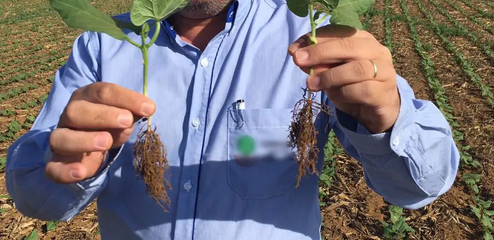 agrônomo ou produtor rural em pé numa lavoura em estágio inicial de desenvolvimento. Ele segura duas plânt