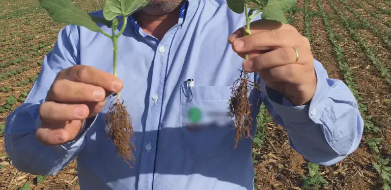 Análise do Desenvolvimento Radicular de Plantas na Lavoura agrônomo ou produtor rural em pé numa lavoura em estágio inicial de desenvolvimento. Ele segura duas plânt