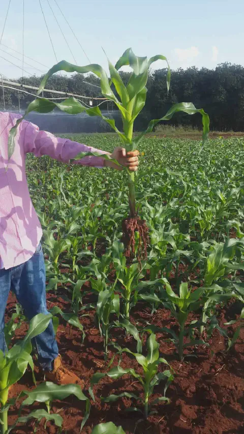 produtor rural ou agrônomo em meio a uma lavoura de milho em estágio inicial de desenvolvimento. Ele segu