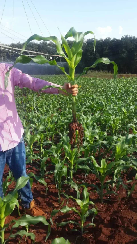 produtor rural ou agrônomo em meio a uma lavoura de milho em estágio inicial de desenvolvimento. Ele segu