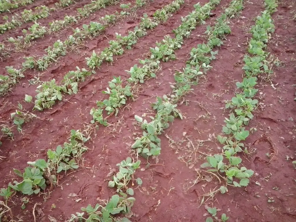 uma lavoura em seu estágio inicial de desenvolvimento, provavelmente de soja, com as plântulas verdes brotando
