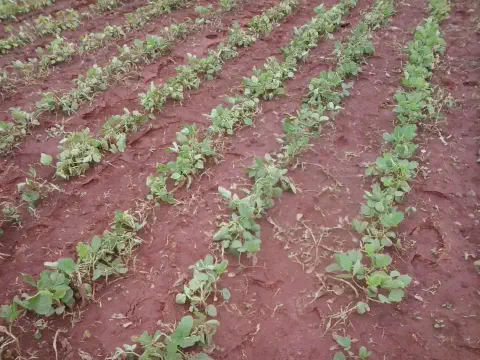 uma lavoura em seu estágio inicial de desenvolvimento, provavelmente de soja, com as plântulas verdes brotando