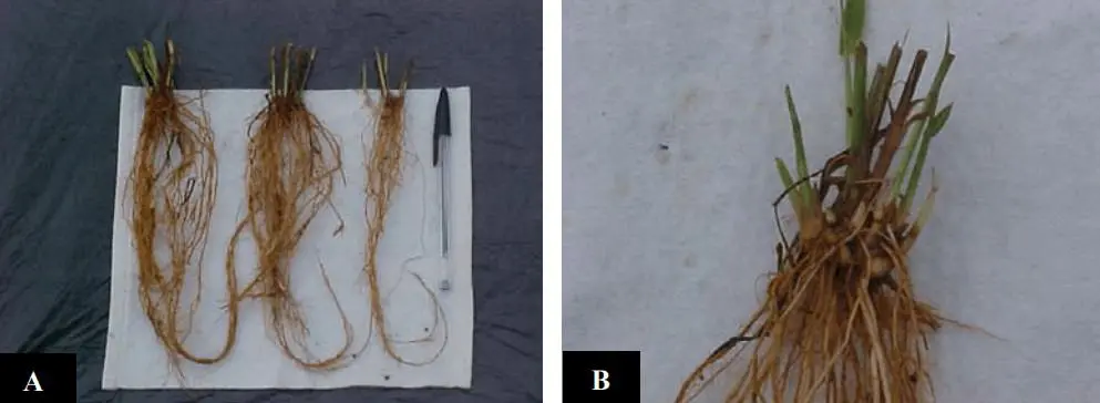 composição de duas fotografias, A e B, que ilustram uma análise do sistema radicular de plantas, provavelmente