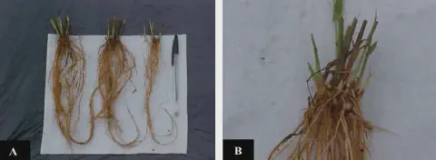 composição de duas fotografias, A e B, que ilustram uma análise do sistema radicular de plantas, provavelmente