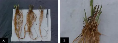 composição de duas fotografias, A e B, que ilustram uma análise do sistema radicular de plantas, provavelmente