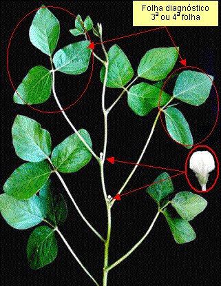 a parte superior de uma planta de soja em um fundo preto, destacando suas estruturas para fins de análise agrí