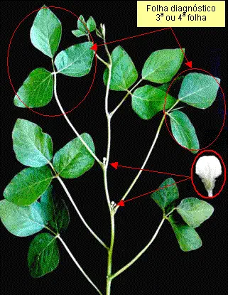 a parte superior de uma planta de soja em um fundo preto, destacando suas estruturas para fins de análise agrí