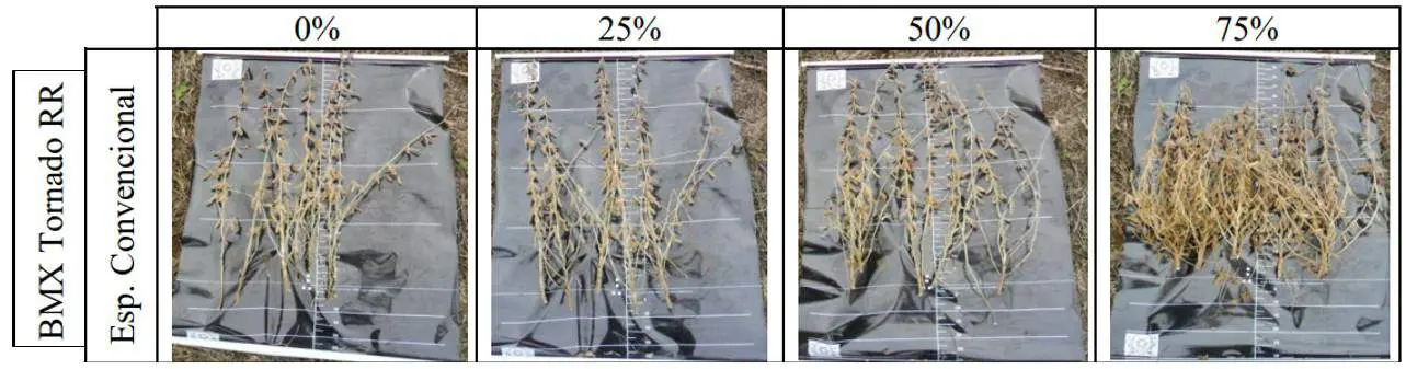 montagem que exibe os resultados de um experimento agrícola, provavelmente com a cultura da soja, variedade BM