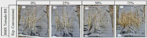 montagem que exibe os resultados de um experimento agrícola, provavelmente com a cultura da soja, variedade BM