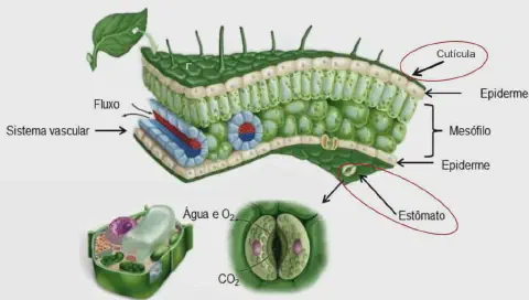 diagrama detalhado da anatomia interna de uma folha de planta, ilustrando suas principais estruturas e